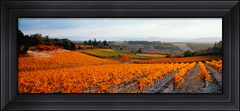 Framed Vineyards in the late afternoon autumn light, Provence-Alpes-Cote d&#39;Azur, France Print