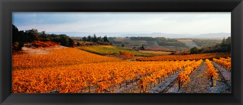 Framed Vineyards in the late afternoon autumn light, Provence-Alpes-Cote d&#39;Azur, France Print