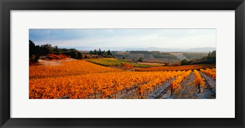 Framed Vineyards in the late afternoon autumn light, Provence-Alpes-Cote d&#39;Azur, France Print