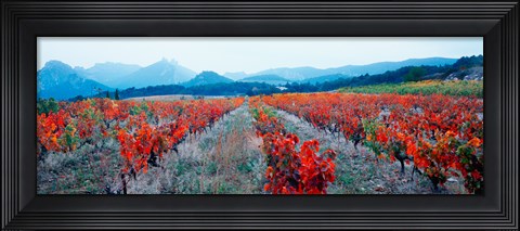 Framed Vineyards in autumn, Provence-Alpes-Cote d&#39;Azur, France Print
