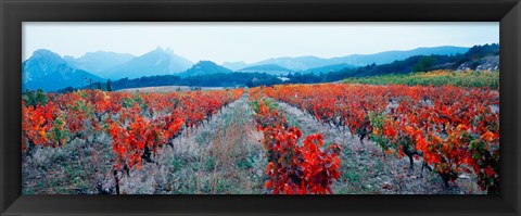 Framed Vineyards in autumn, Provence-Alpes-Cote d&#39;Azur, France Print