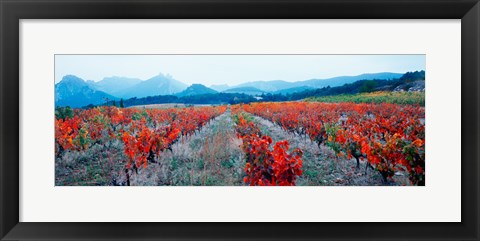 Framed Vineyards in autumn, Provence-Alpes-Cote d&#39;Azur, France Print