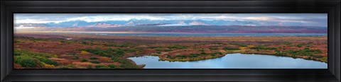 Framed Tundra landscape, Denali National Park, Alaska, USA Print