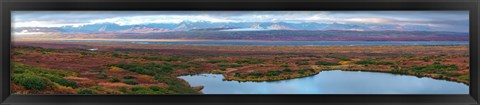 Framed Tundra landscape, Denali National Park, Alaska, USA Print