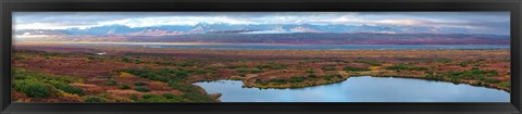 Framed Tundra landscape, Denali National Park, Alaska, USA Print