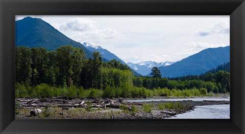Framed Trees in front of mountains in Quinault Rainforest, Olympic National Park, Washington State, USA Print