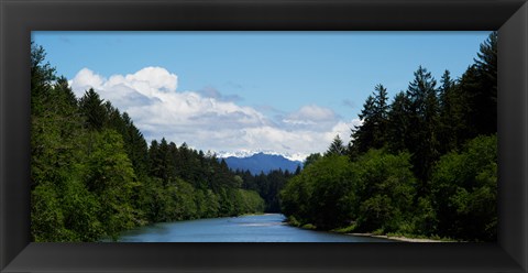 Framed River flowing through a forest, Queets Rainforest, Olympic National Park, Washington State, USA Print