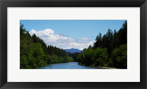 Framed River flowing through a forest, Queets Rainforest, Olympic National Park, Washington State, USA Print