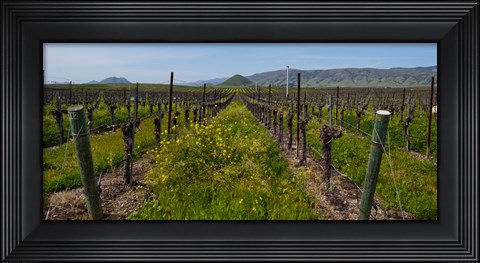 Framed Mustard plants growing in a vineyard, Edna Valley, San Luis Obispo County, California, USA Print
