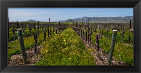 Framed Mustard plants growing in a vineyard, Edna Valley, San Luis Obispo County, California, USA Print