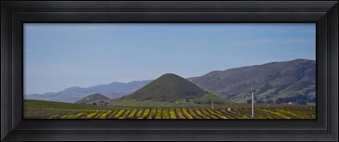 Framed Vineyard with a mountain range in the background, Edna Valley, San Luis Obispo County, California, USA Print