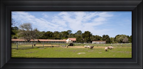 Framed Flock of sheep grazing in a farm, Mission La Purisima Concepcion, Santa Barbara County, California, USA Print