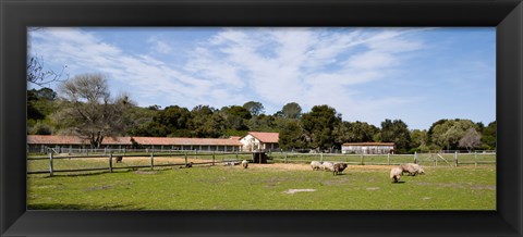 Framed Flock of sheep grazing in a farm, Mission La Purisima Concepcion, Santa Barbara County, California, USA Print