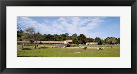 Framed Flock of sheep grazing in a farm, Mission La Purisima Concepcion, Santa Barbara County, California, USA Print
