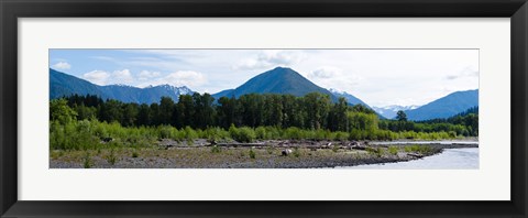 Framed Quinault Rainforest, Olympic National Park, Olympic Peninsula, Washington State Print