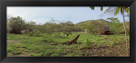 Framed Komodo Dragon (Varanus komodoensis) in a field, Rinca Island, Indonesia Print