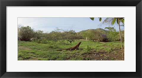 Framed Komodo Dragon (Varanus komodoensis) in a field, Rinca Island, Indonesia Print