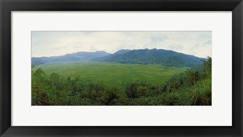 Framed Spider web rice field, Flores Island, Indonesia Print