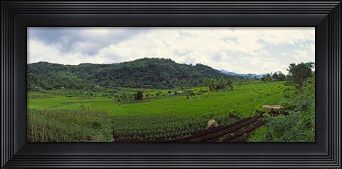 Framed Terraced rice field, Indonesia Print