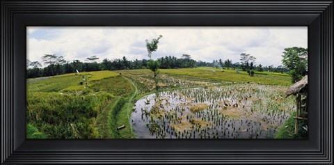 Framed Farmers working in a rice field, Bali, Indonesia Print