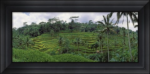 Framed Terraced rice field, Bali, Indonesia Print