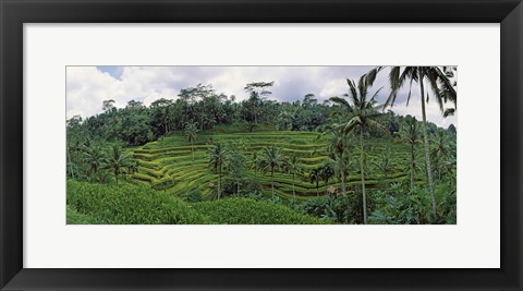 Framed Terraced rice field, Bali, Indonesia Print