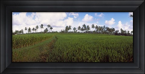 Framed Rice field, Bali, Indonesia Print
