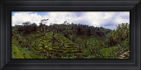 Framed Terraced rice field and Palm Trees, Flores Island, Indonesia Print