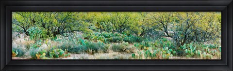 Framed Prickly pear cacti surrounds mesquite trees, Oro Valley, Arizona, USA Print
