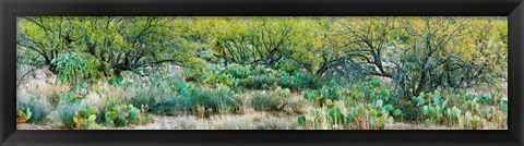 Framed Prickly pear cacti surrounds mesquite trees, Oro Valley, Arizona, USA Print