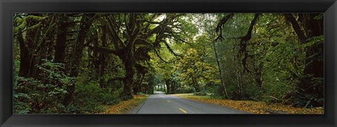 Framed Road passing through a rainforest, Hoh Rainforest, Olympic Peninsula, Washington State, USA Print