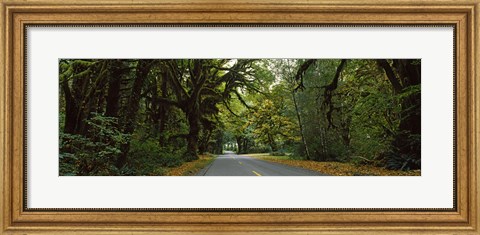 Framed Road passing through a rainforest, Hoh Rainforest, Olympic Peninsula, Washington State, USA Print