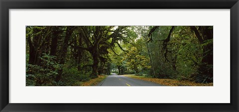 Framed Road passing through a rainforest, Hoh Rainforest, Olympic Peninsula, Washington State, USA Print