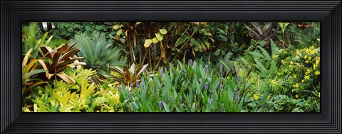 Framed Close-up of plants, Hawaii Print