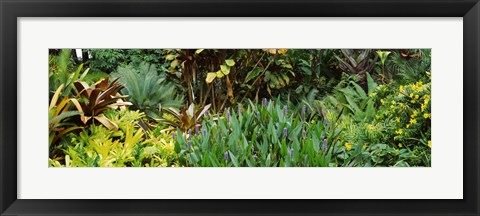 Framed Close-up of plants, Hawaii Print