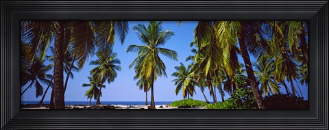 Framed Palm trees on the beach, Puuhonua O Honaunau National Historical Park, Hawaii, USA Print