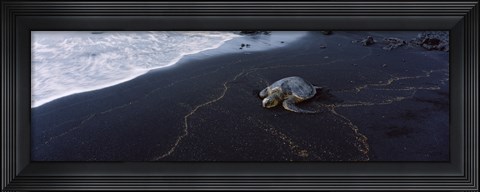Framed Hawksbill Turtle (Eretmochelys Imbricata) on the beach, Punaluu Beach, Hawaii, USA Print