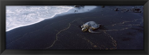 Framed Hawksbill Turtle (Eretmochelys Imbricata) on the beach, Punaluu Beach, Hawaii, USA Print