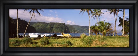 Framed Horse and palm trees on the coast, Hawaii, USA Print