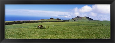 Framed Horses at feeding at trough in a ranch, Hawaii, USA Print