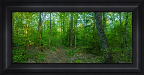 Framed Forest, Great Smoky Mountains National Park, Blount County, Tennessee, USA Print