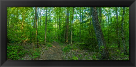 Framed Forest, Great Smoky Mountains National Park, Blount County, Tennessee, USA Print