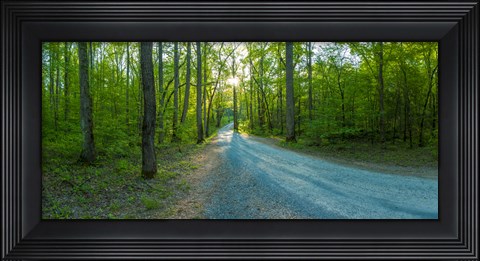 Framed Dirt road passing through a forest, Great Smoky Mountains National Park, Blount County, Tennessee, USA Print