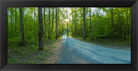 Framed Dirt road passing through a forest, Great Smoky Mountains National Park, Blount County, Tennessee, USA Print