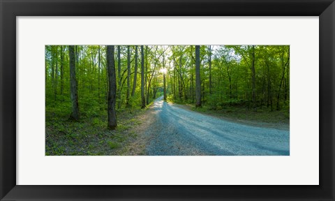 Framed Dirt road passing through a forest, Great Smoky Mountains National Park, Blount County, Tennessee, USA Print