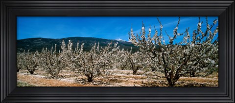 Framed Cherry blossom, Mont Ventoux, Provence-Alpes-Cote d&#39;Azur, France Print