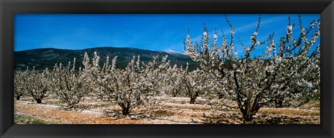 Framed Cherry blossom, Mont Ventoux, Provence-Alpes-Cote d&#39;Azur, France Print