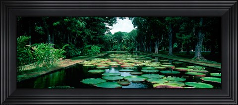 Framed Lily pads floating on water, Pamplemousses Gardens, Mauritius Island, Mauritius Print