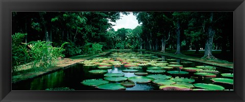 Framed Lily pads floating on water, Pamplemousses Gardens, Mauritius Island, Mauritius Print