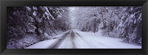 Framed Snow covered road passing through a forest, Fidalgo Island, Skagit County, Washington State Print